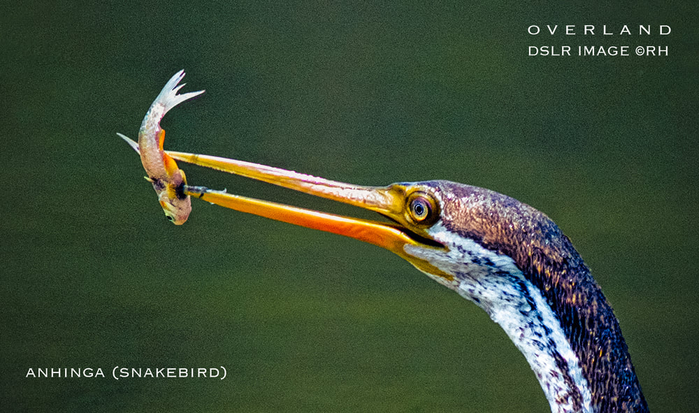 Anhinga (snakebird) image by Rick Hemi