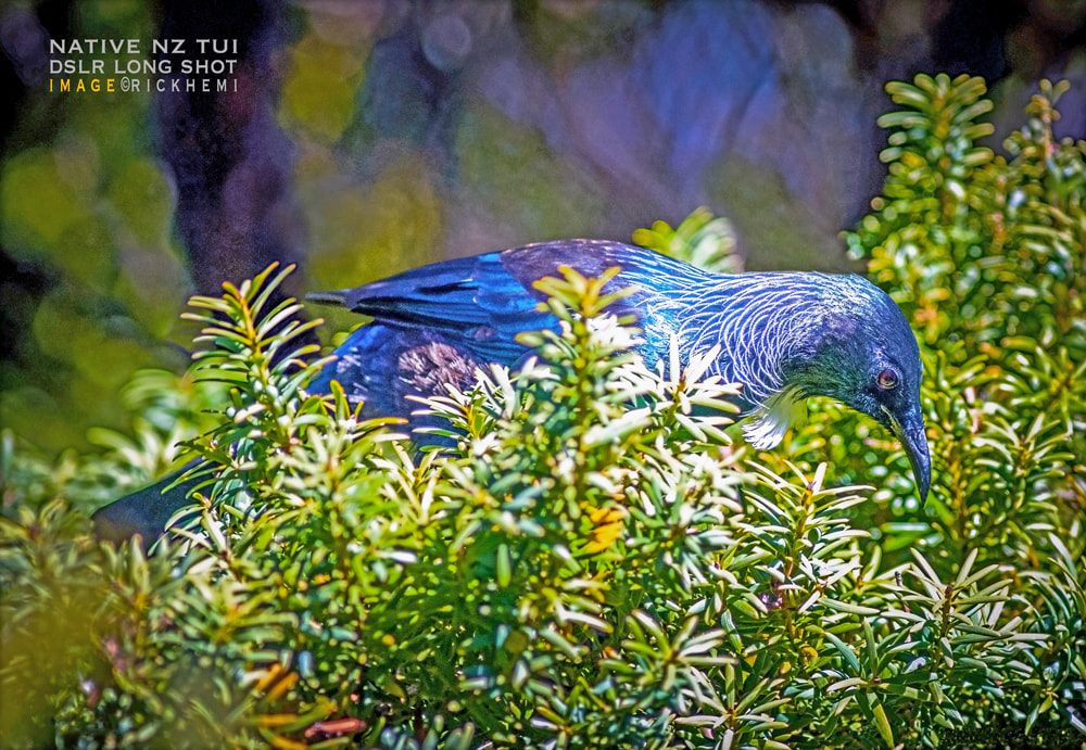 solo overland travel bird and wildlife, native NZ tui bird, DSLR image by Rick Hemi 