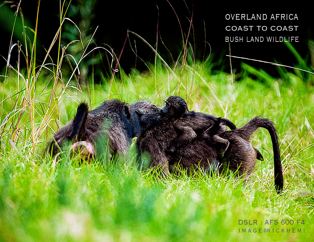 solo overland travel 2020s, African bush land wildlife, DSLR image by Rick Hemi