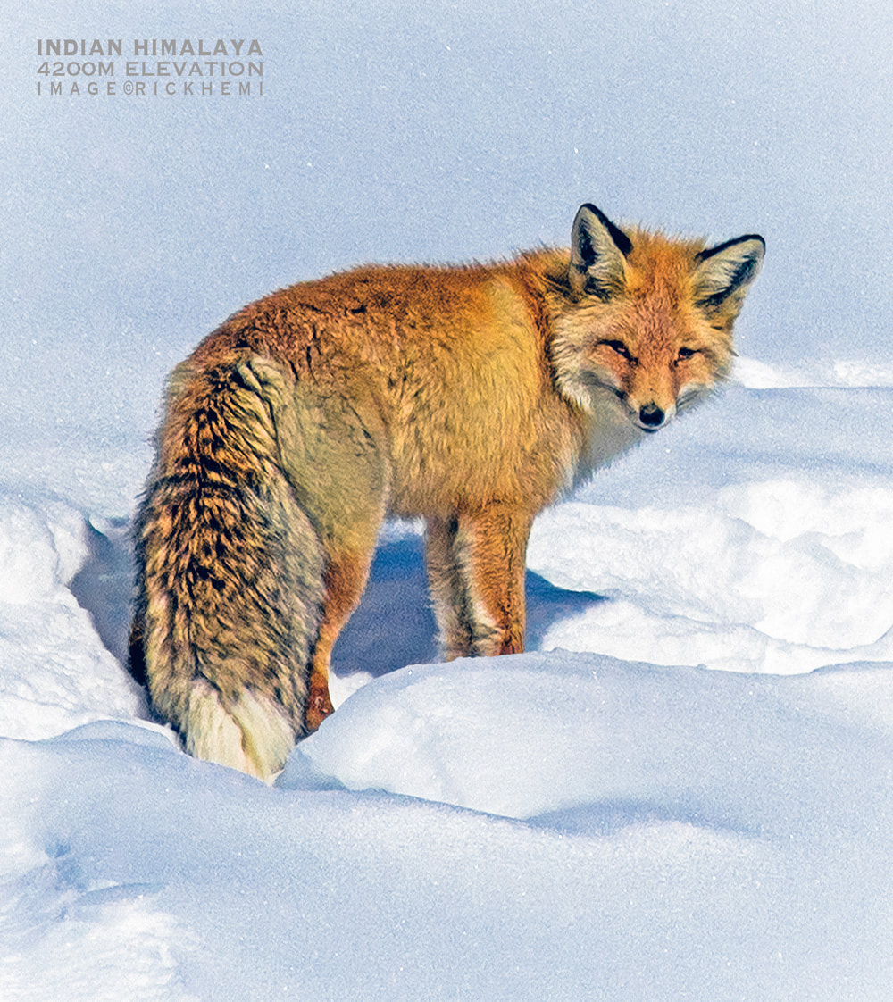 overland travel Indian highlands, Himalayan fox, image by Rick Hemi