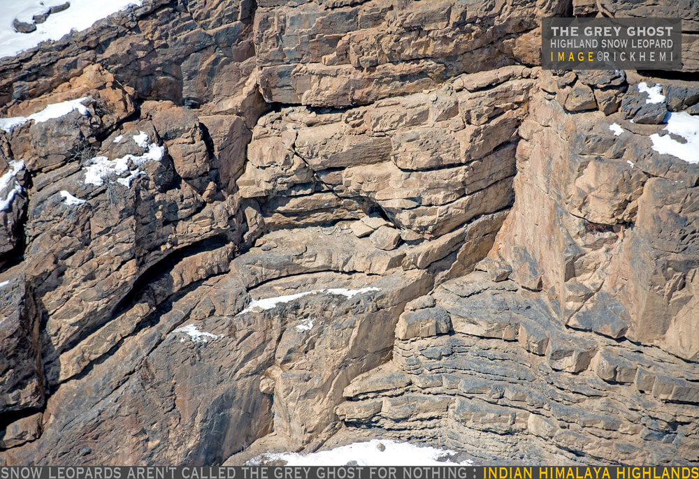 India overland travel, spotting photographing Snow Leopards (Grey Ghost), image by Rick Hemi