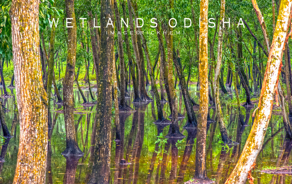 overland travel India, wetlands, image by Rick Hemi