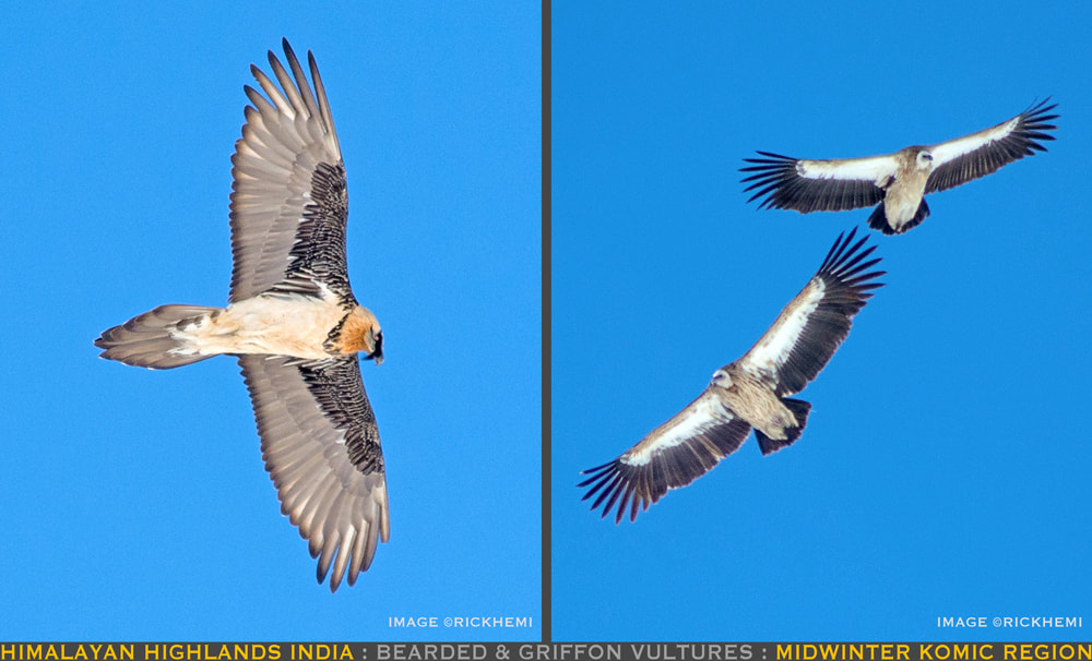 overland travel India, Himalayan highlands midwinter, bearded and griffon vultures, Komic region, images by Rick Hemi