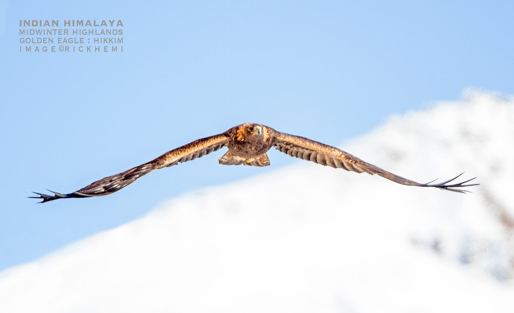 solo overland travel India, midwinter highlands Hikkim, golden eagle, image by Rick Hemi
