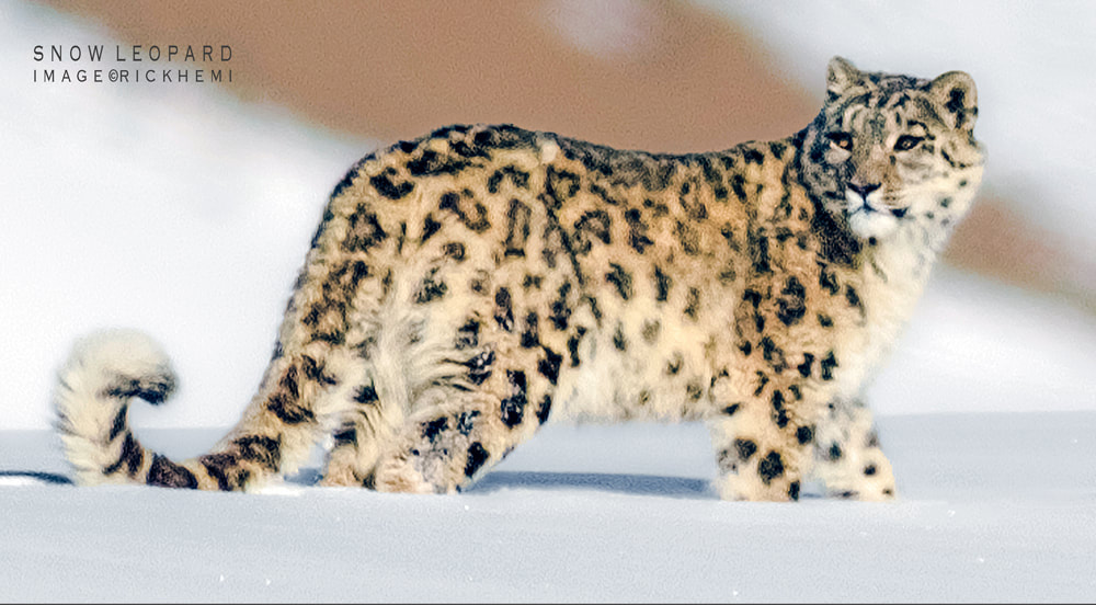 overland travel Indian Himalaya, midwinter highland wilderness India, snow leopard, image capture by Rick Hemi