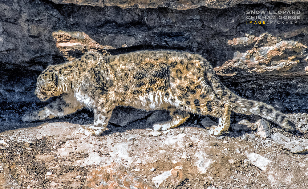 overland travel India, Himalayan highlands India, snow leopard, image by Rick Hemi