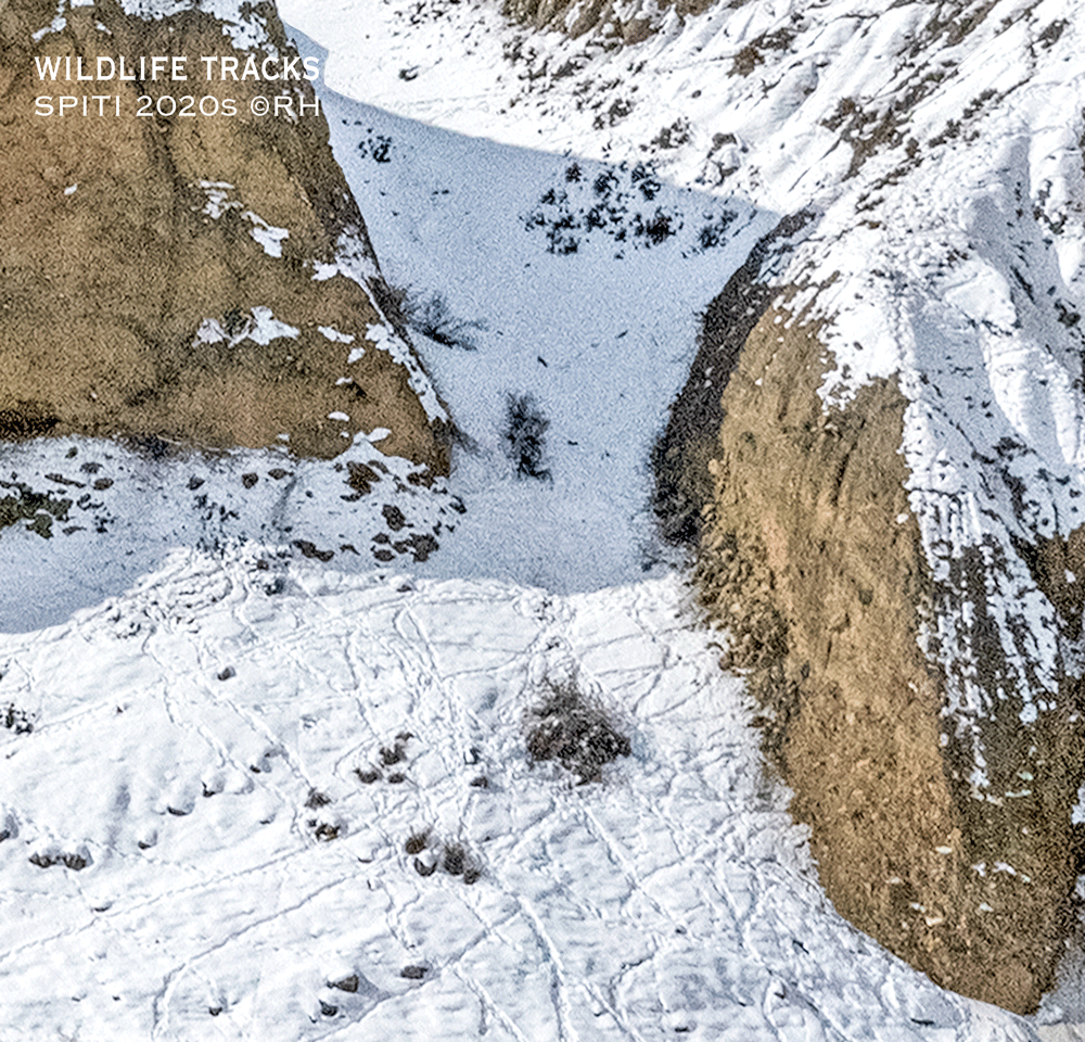 wildlife tracks, blue sheep and ibex tracks, midwinter Spiti valley, image snap by Rick Hemi