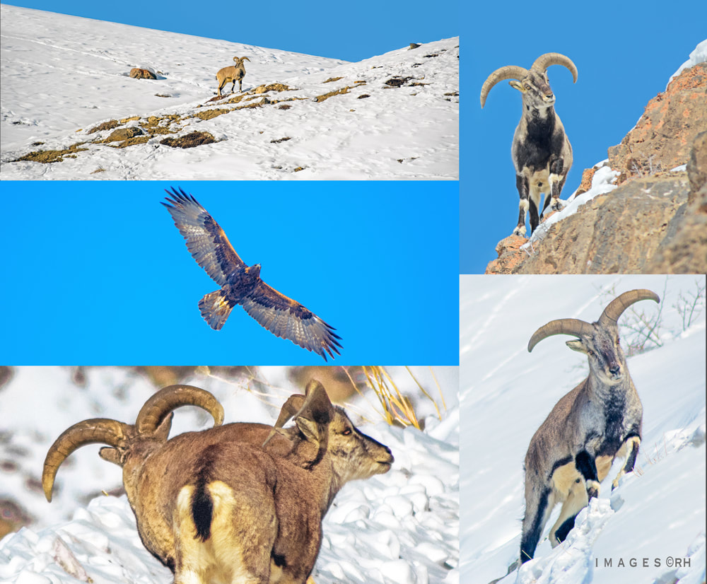 solo overland travel midwinter Indian Himalaya highlands, wildlife images by Rick Hemi