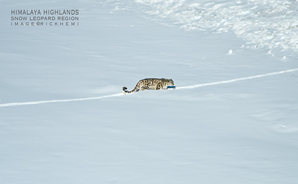overland travel Indian wilderness, snow leopard territory, midwinter subzero minus -16C, image by Rick Hemi
