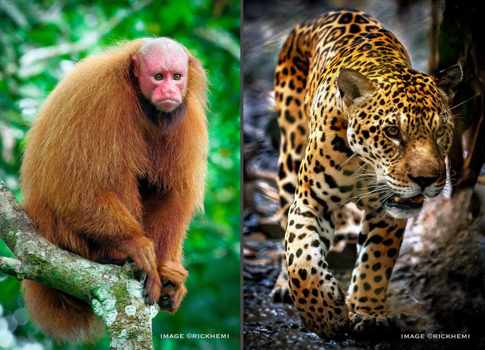 solo overland travel offshore, wilderness wildlife, bald uakari Amazon, jaguar Patanal Brazil, images by Rick Hemi
