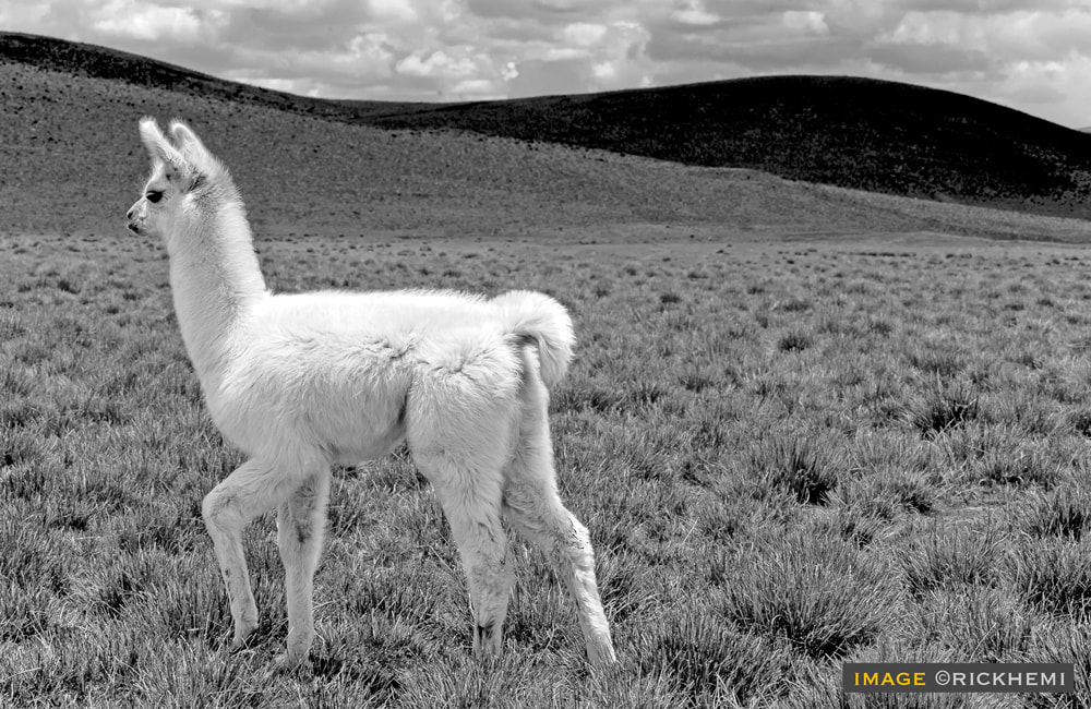 solo overland travel South America, Alpaca, Altiplano image by Rick Hemi