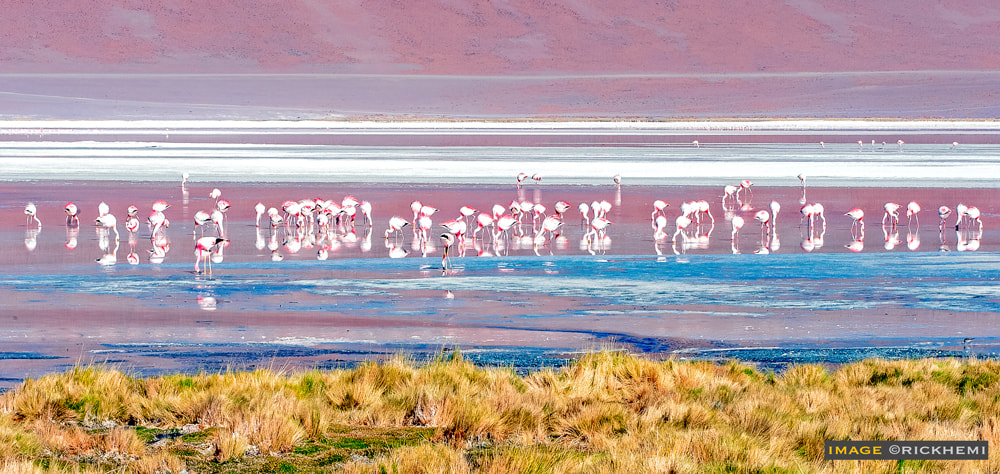 flamingo-paradise-wilderness-Bolivian Altiplano