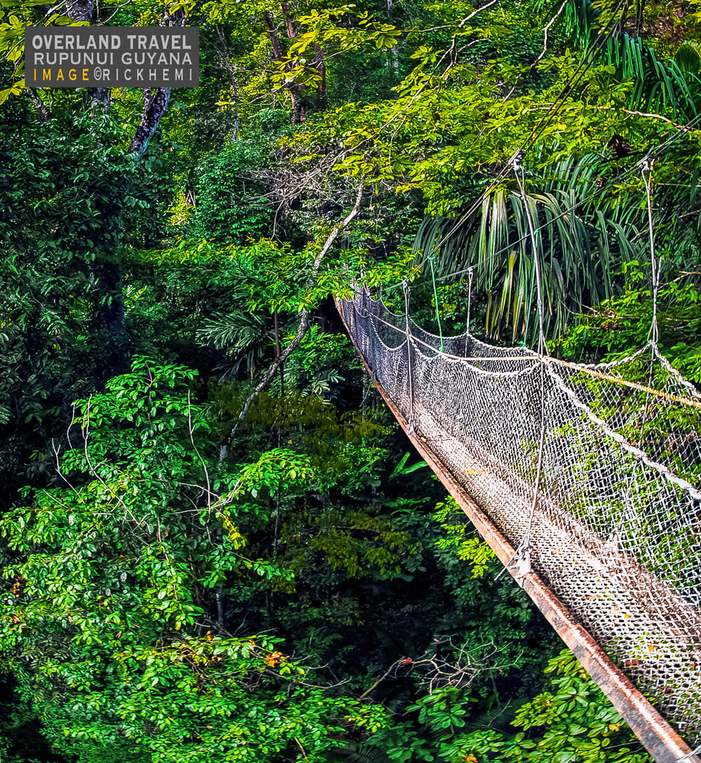overland travel South America, Iwokrama canopy walkway Guyana, image by Rick Hemi 