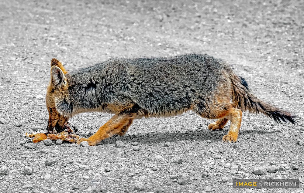 overland travel south America, desert fox, image by Rick Hemi