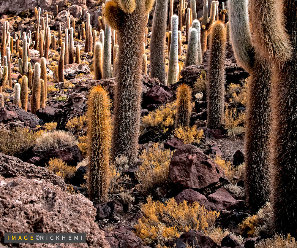 overland travel South America, cactus salar image by Rick Hemi
