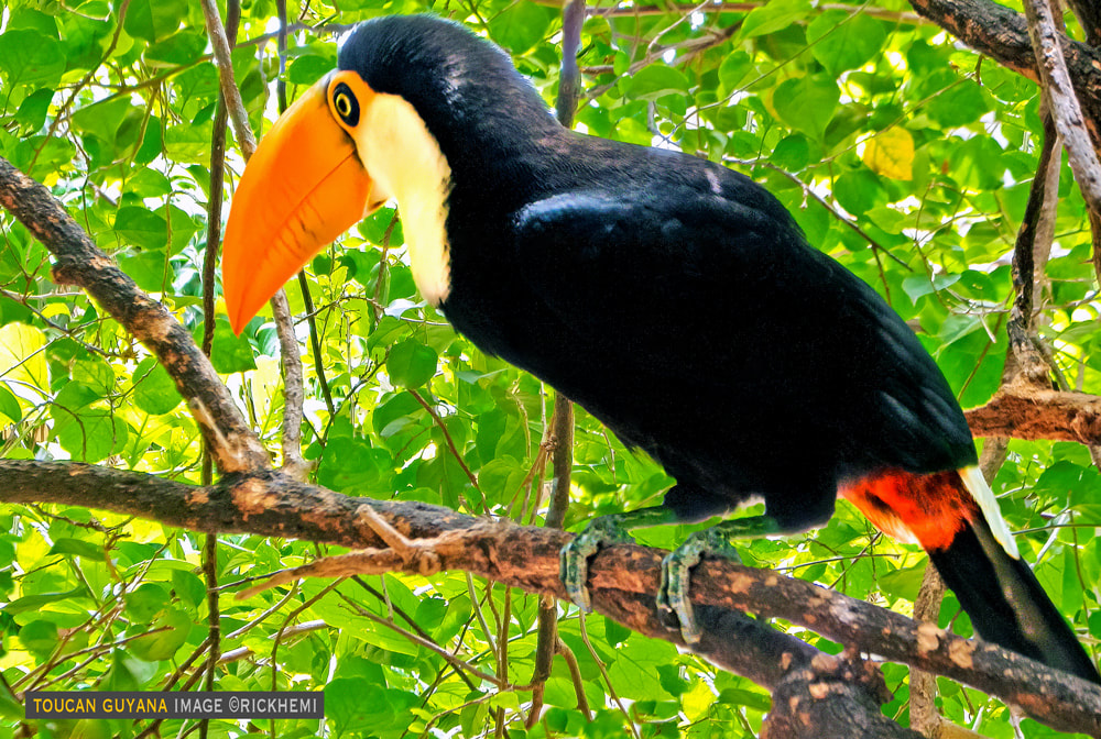 toucan snap South America by rick hemi 