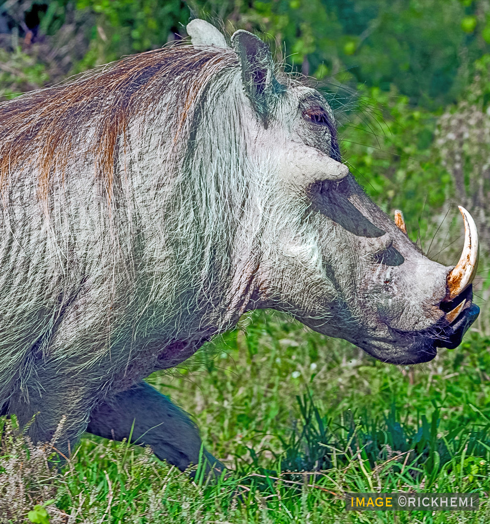 wildlife warthog image Africa by rick hemi