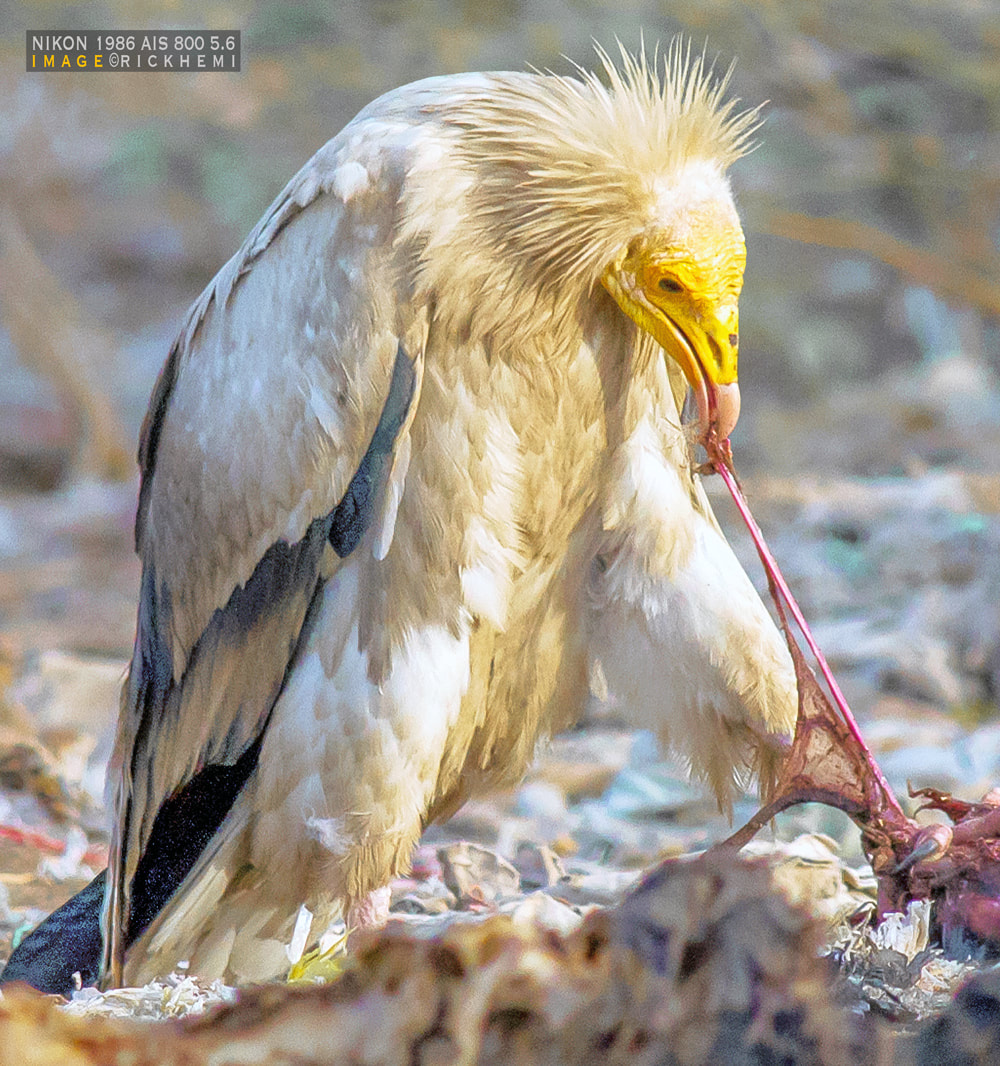 overland travel wildlife, DSLR AIS Nikon 800mm f/5.6, image by Rick Hemi 