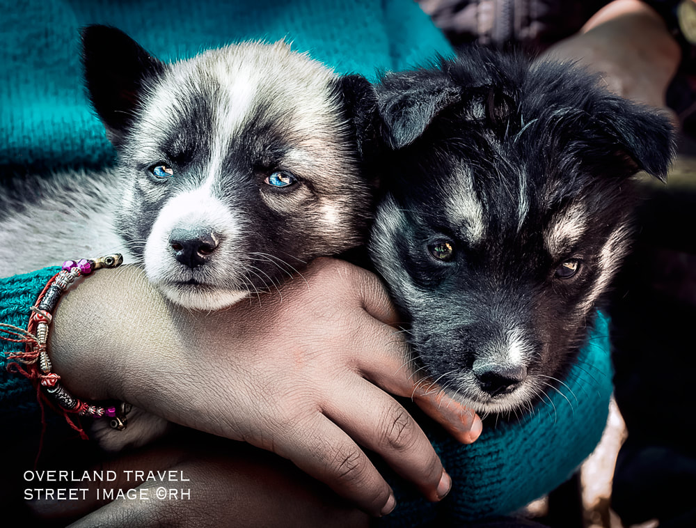 puppies, DSLR street snap Asia, image by Rick Hemi 
