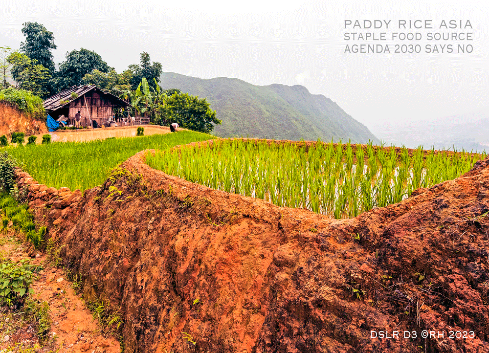 paddy rice, rice grain export, food scarcity, Agenda 2030, DSLR D3 image by Rick Hemi