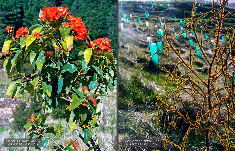 about page Rick Hemi, bare land native planting, NZ native seedlings, Ficifolia flowering gums shelter belt, rural landscaping, rural lifestyle, images by Rick Hemi