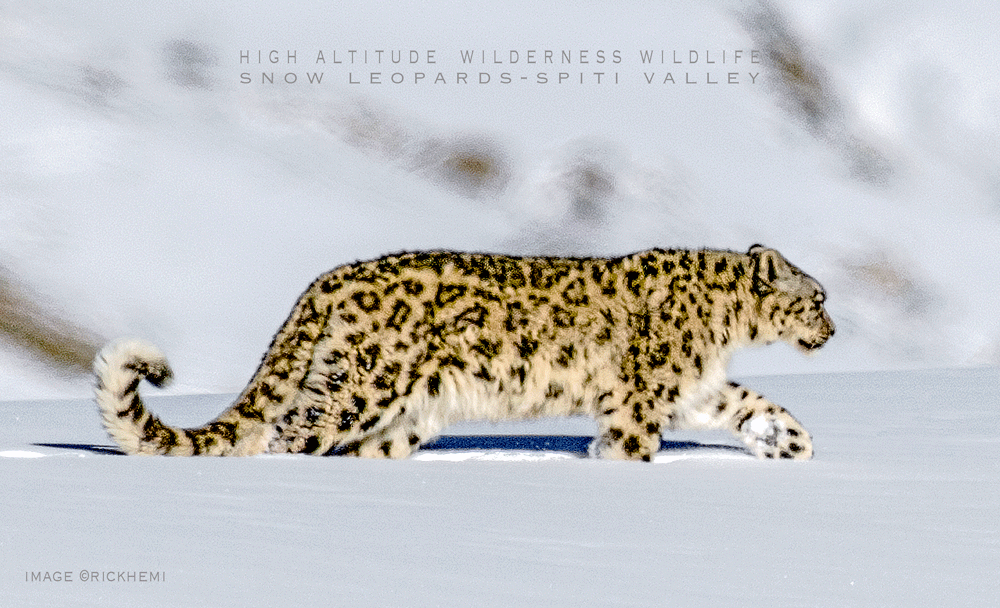 snow leopard Indian Himalaya, subzero minus -17C, 4400 metres altitude, image by Rick Hemi