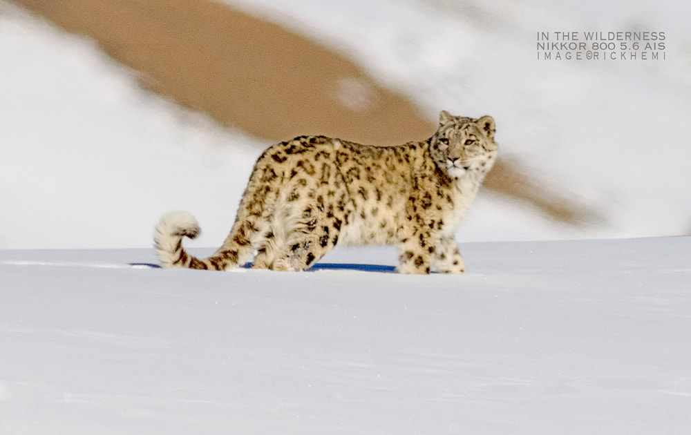 solo overland travel wilderness photography, snow leopard Himalaya, Nikkor 800mm AIS, DSLR image  by Rick Hemi