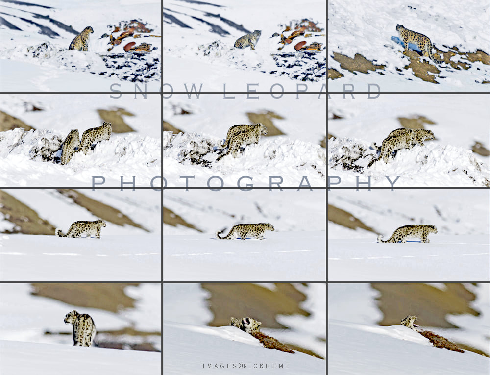 overland travel Himalaya highlands midwinter, snow leopard image captures by Rick Hemi
