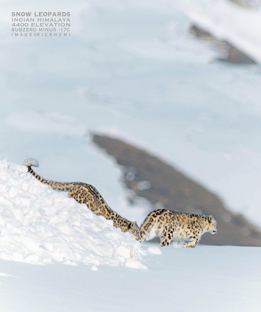 Indian Himalaya highlands, snow leopards captured in minus -17C degrees, image by Rick Hemi