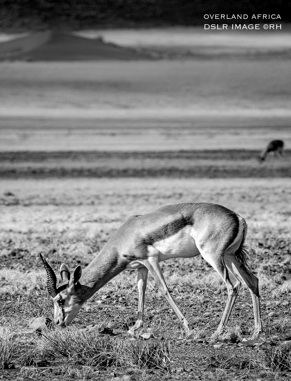 solo overland Africa, wildlife DSLR snap by Rick Hemi