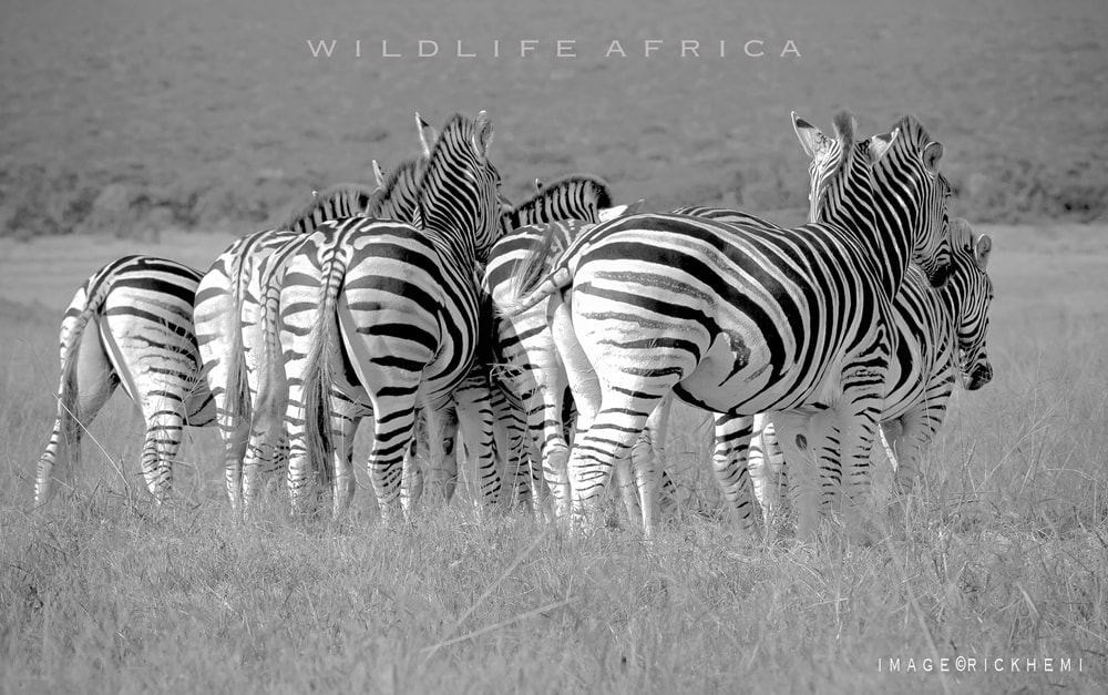 overland Africa, wildlife snap africa, image by Rick Hemi 