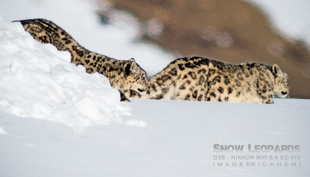 solo overland Himalaya 2020s. snow leopards subzero midwinter, DSLR image by Rick Hemi