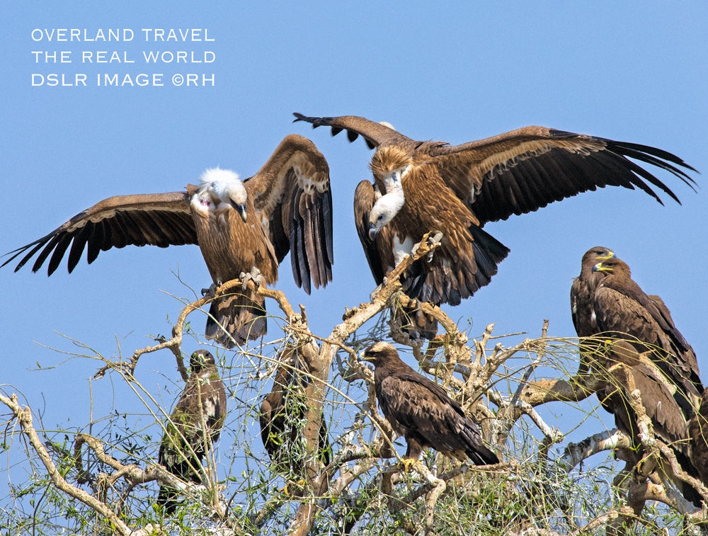 solo overland travel, migratory birds, DSLR image by Rick Hemi
