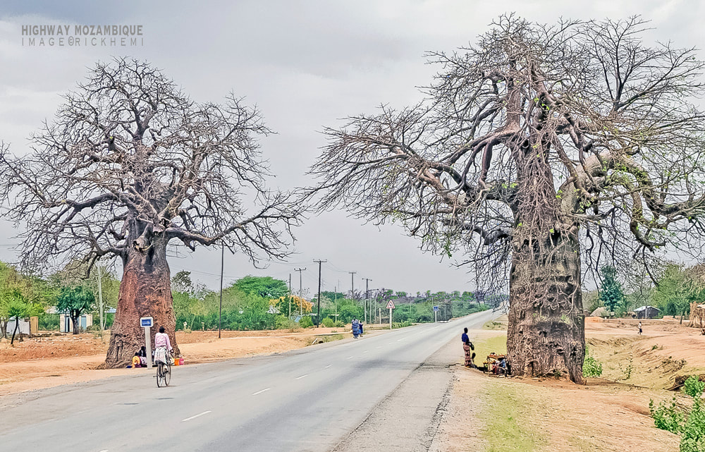 solo overland travel Africa, baobab bottle neck trees, image Rick Hemi