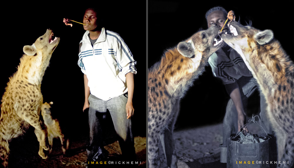 Hyena night feeding images by Rick Hemi
