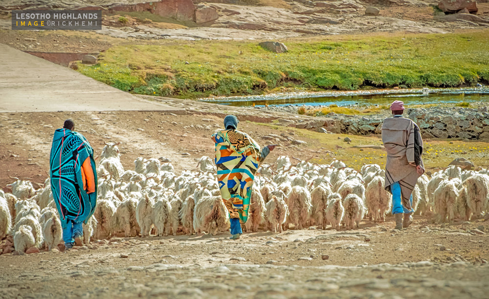 solo overland travel Africa, highland sheep farming Lesotho, image by Rick Hemi 