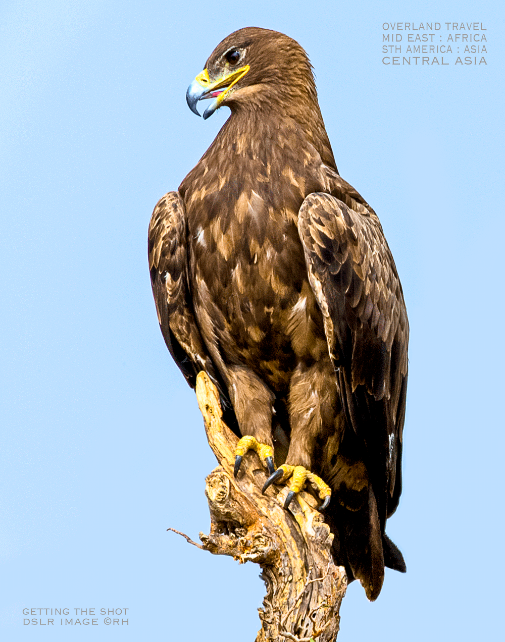 solo overland travel Middle East, South America, Africa, central & south Asia, DSLR raptor image by Rick Hemi, 