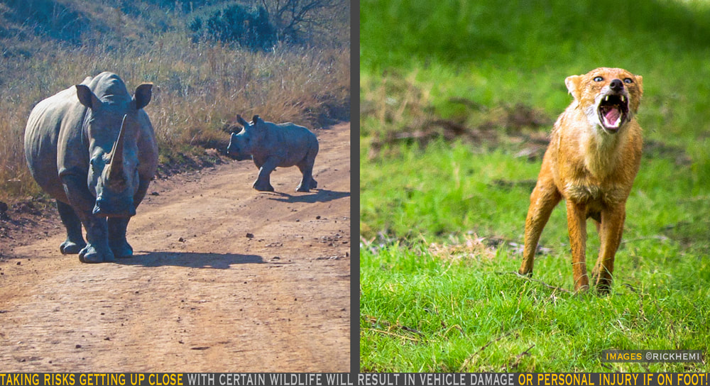 solo overland travel and transit wildlife, dangers with certain wildlife, images by Rick Hemi