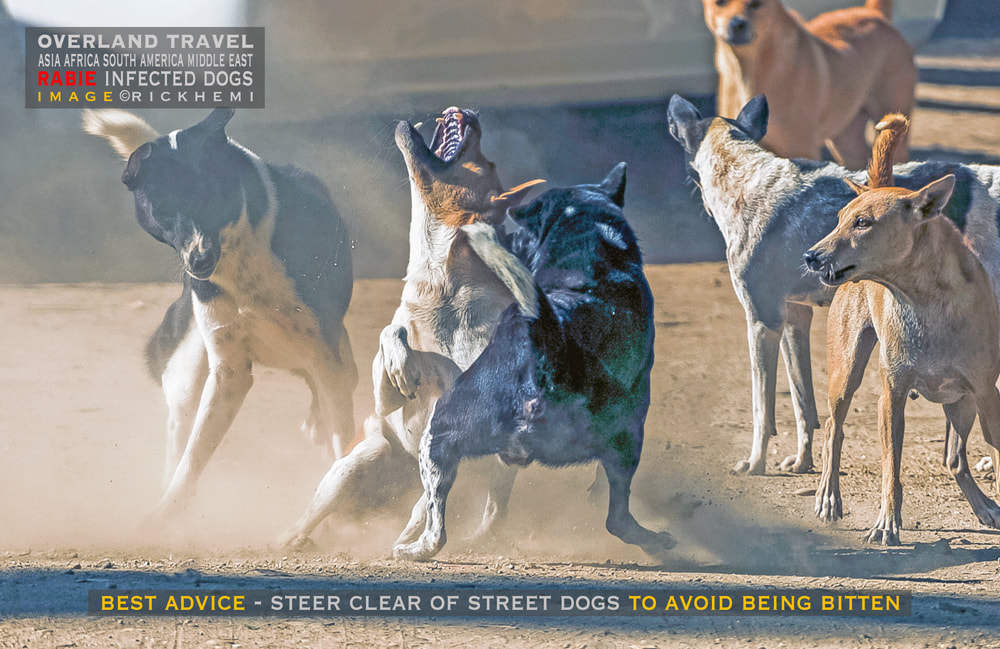 overland travel and transit, street dogs, rabies, image by Rick Hemi