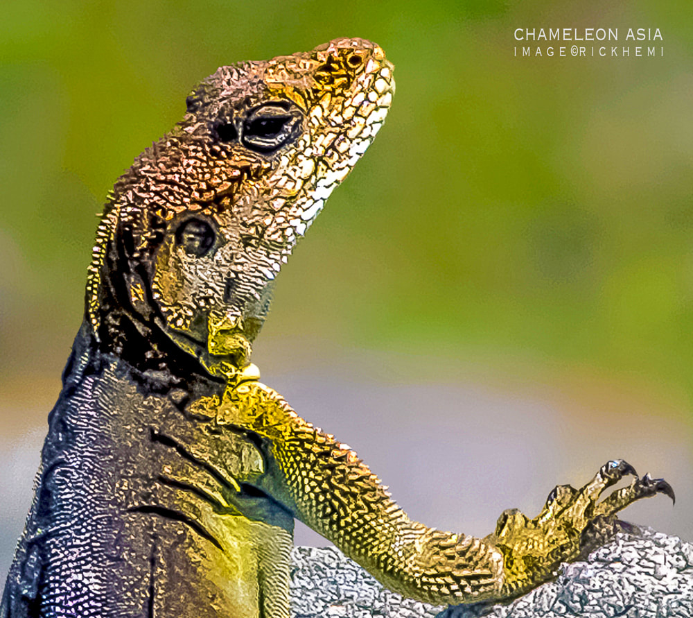 solo overland travel Asia, chemeleon Asia, image by Rick Hemi