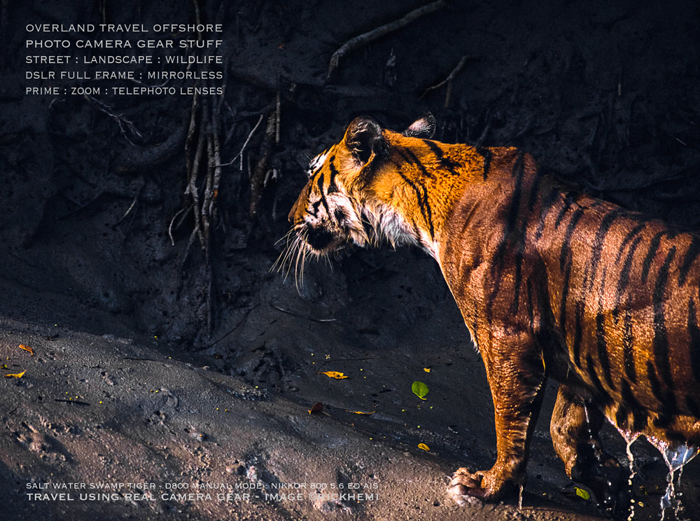 solo overland travel Asia, wilderness wildlife, salt water swamp tiger, DSLR image by Rick Hemi