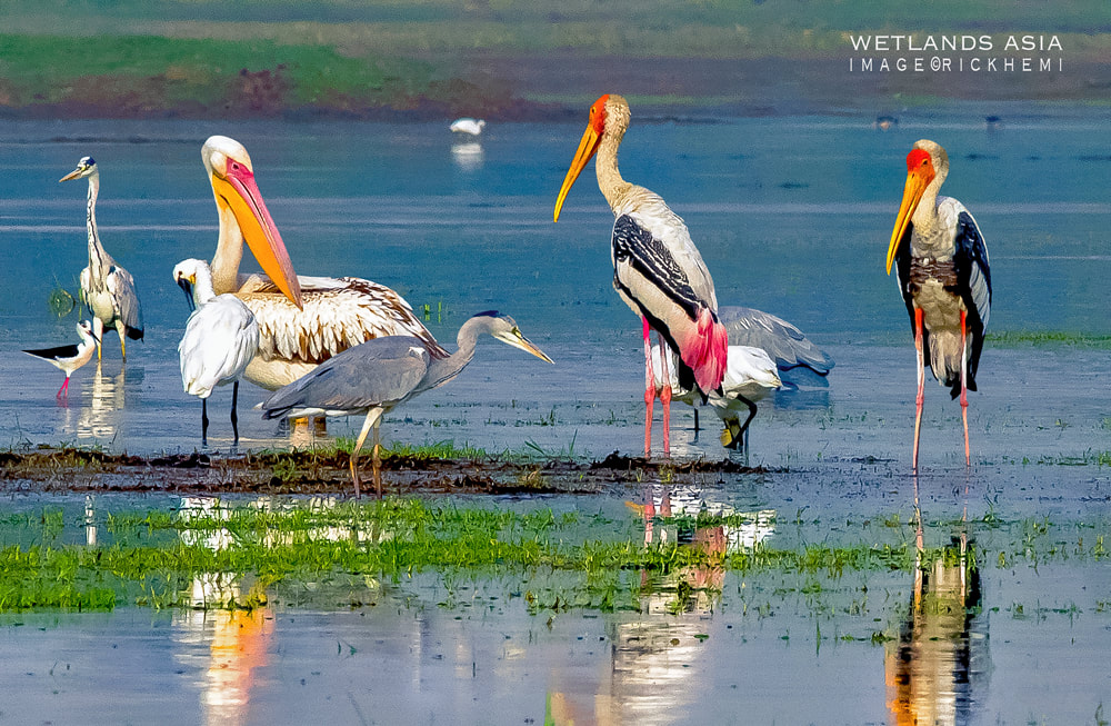 solo overland travel Asia, wetlands Asia, migratory birds Asia, DSLR image by Rick Hemi