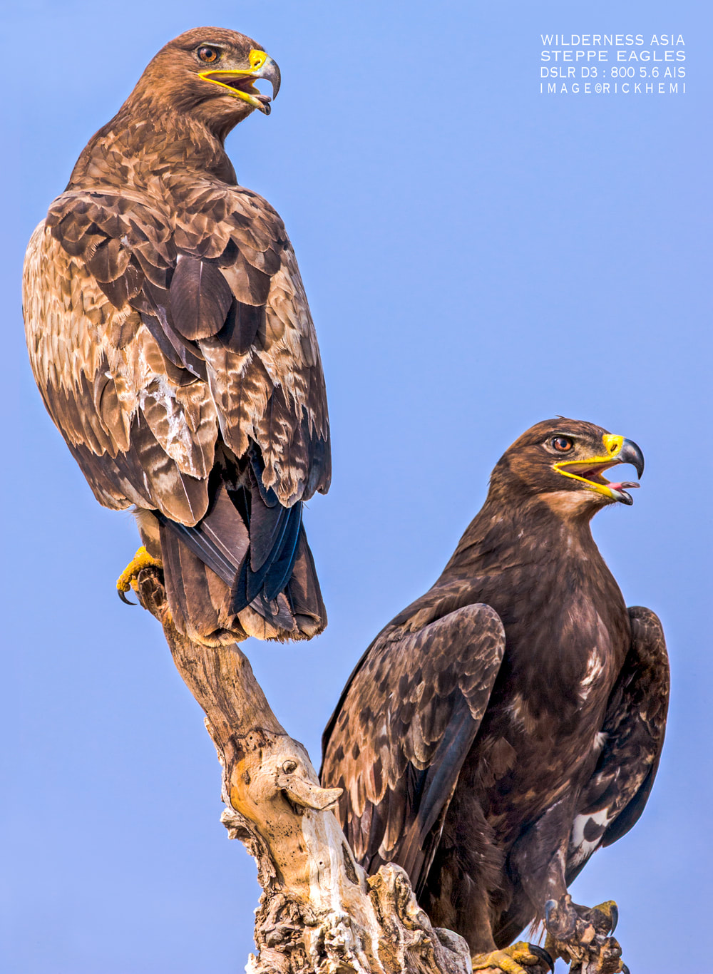 Asia solo overland travel, wildlife photography, steppe eagles, DSLR photo-gear, image by Rick Hemi