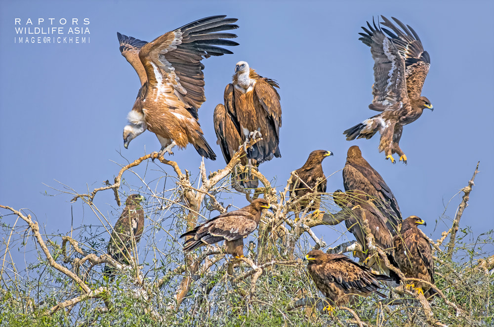 solo overland travel Asia, wilderness raptors, eagles and vultures Asia, DSLR image by Rick Hemi