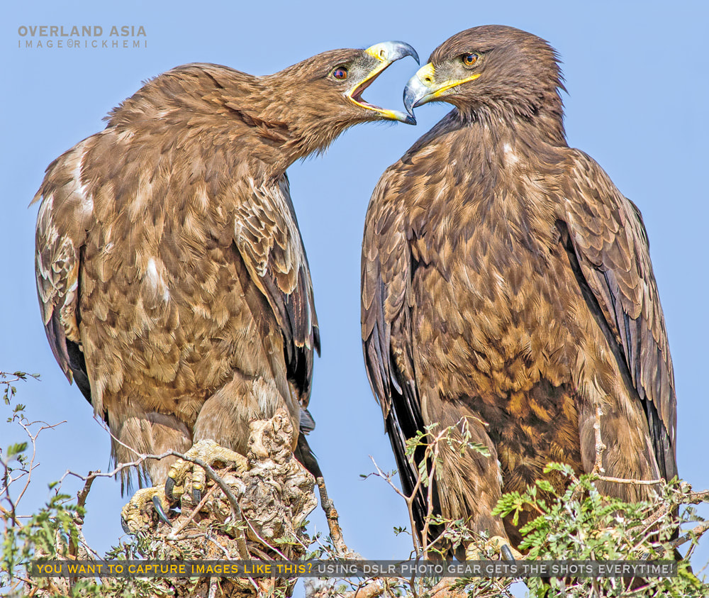 Asia solo overland travel, wildlife photography, steppe eagles, DSLR photo-gear, image by Rick Hemi