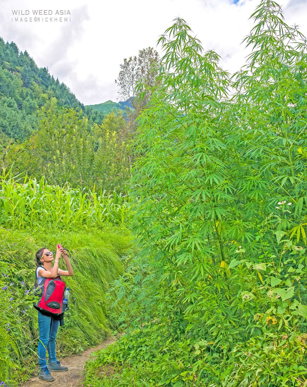 solo overland travel Asia, wild hemp cannabis,  Asia hemp industry, Gunja, Bhang, hemp, dope, weed, cannabis, marijuana, pot, buds, grass, spliff, image by Rick Hemi