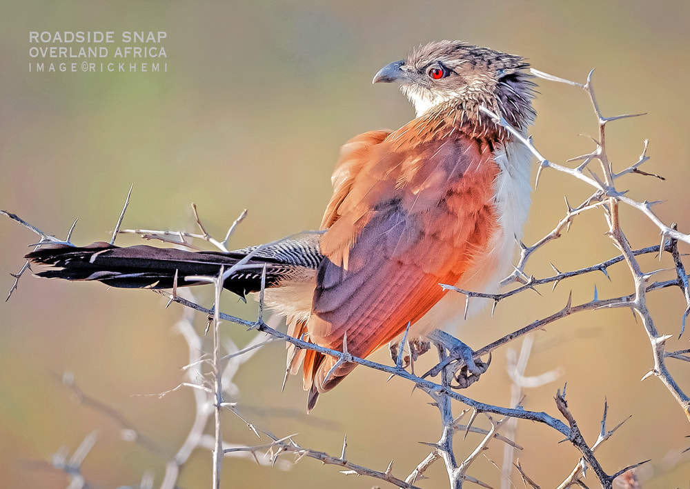 solo overland travel bird and wildlife, DSLR photo gear snap, image by Rick Hemi