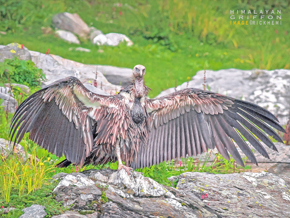 Himalayan griffon vulture drying its wings 