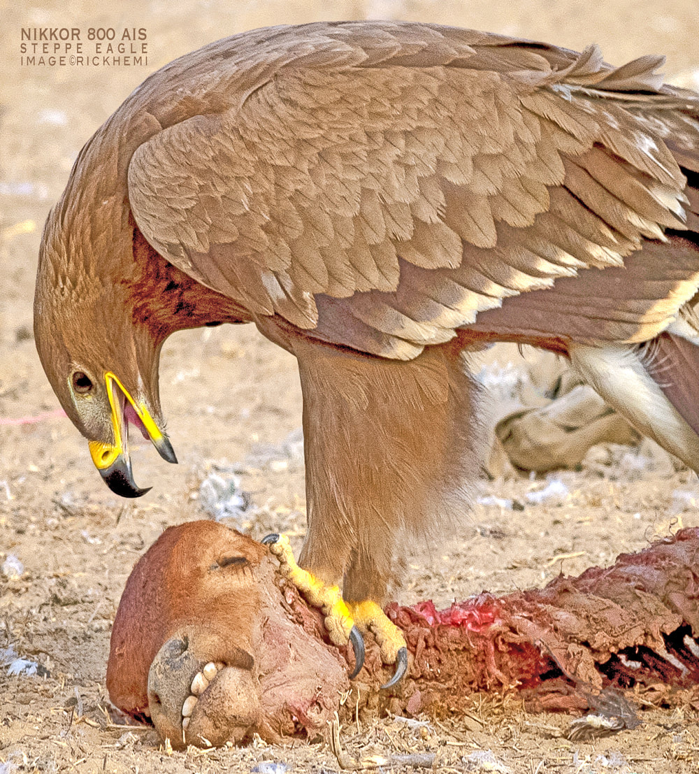 wildlife photography steppe eagle close-up image by Rick Hemi