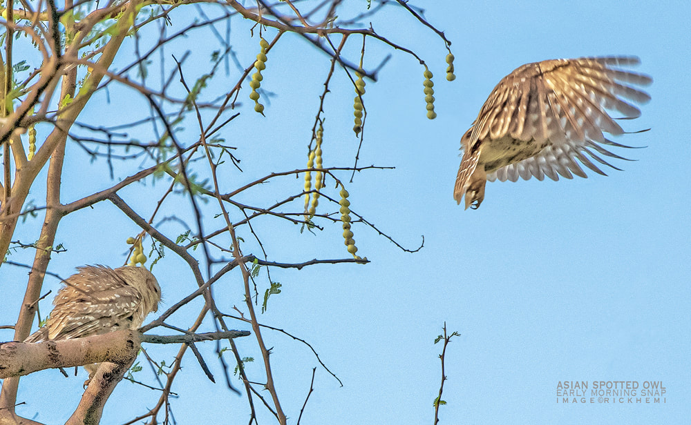 solo overland travel birdlife, spotted owls snap, image by Rick Hemi